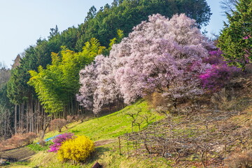 長野県上伊那郡飯島町の桜風景