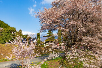 長野県上伊那郡飯島町の桜風景・遠くに見える雪山は北アルプス