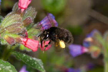 Fototapeta na wymiar hairy footed flower bee Anthophora plumipes. Female, in flight approaching a pulmonaria flower. showing long tongue ready,