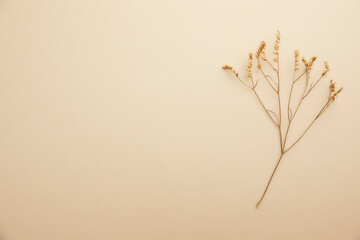 top view composition of romantic dried flowers on a pastel beige background
