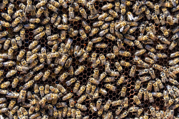 Abstract hexagon structure is honeycomb from bee hive filled