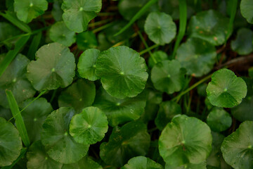 Close-up view of water pennywort leaf growing in the vegetable garden