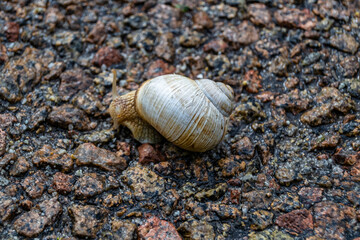 Big garden snail in shell crawling on wet road hurry home