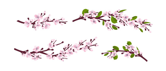 Obraz na płótnie Canvas Cherry blossom. A set of branches with cherry blossoms isolated on a white background. Japanese sakura. Vector illustration
