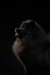 Black pomeranian spitz portrait. Black dog on a black background in studio