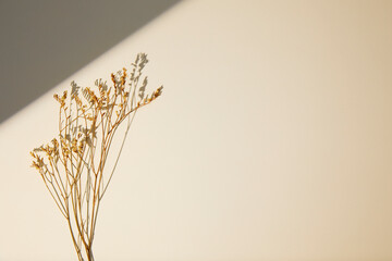 dried flowers with sunlight shadow on beige background. flat lay and copy space