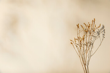 dried flowers with subtle sunlight floral shadow on beige background. flat lay and copy space