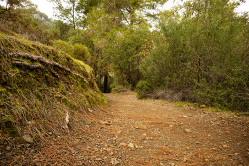 Sandy trail in the forest