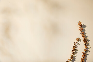 dried flowers with subtle sunlight floral shadow on beige background. flat lay and copy space