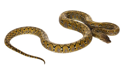 Beautiful Reticulated python aka Malayopython reticulatus snake in color platinum. Isolated cutout...
