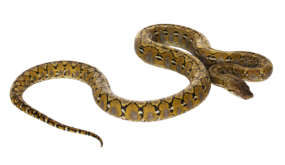 Beautiful Reticulated python aka Malayopython reticulatus snake in color platinum. Isolated cutout on transparent background.