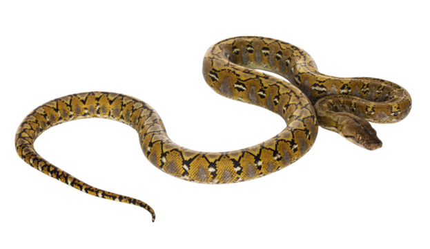 Beautiful Reticulated python aka Malayopython reticulatus snake in color platinum. Isolated cutout on transparent background.