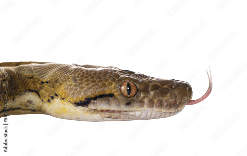 Fototapete head shot of beautiful reticulated python aka malayopython reticulatus snake in color platinum. isol