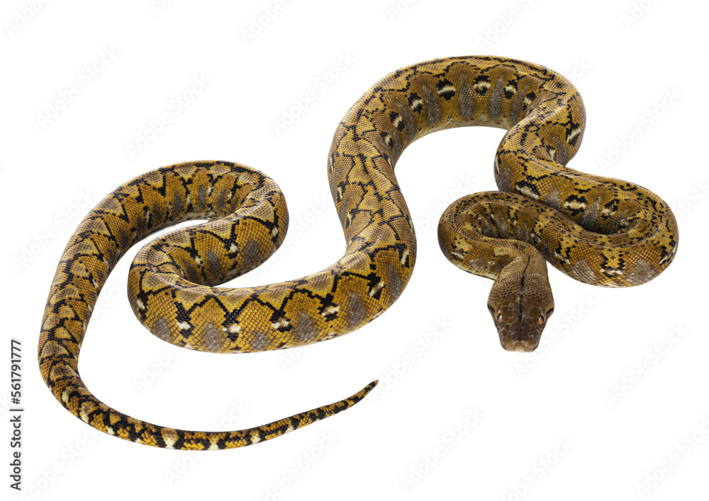 Fototapete beautiful reticulated python aka malayopython reticulatus snake in color platinum. isolated cutout o
