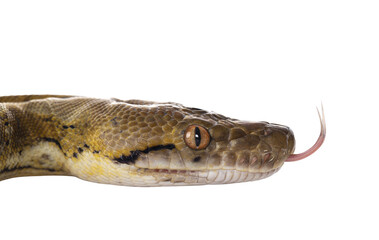 Head shot of beautiful Reticulated python aka Malayopython reticulatus snake in color platinum. Isolated cutout on transparent background.