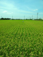 近郊の豊作の田圃風景