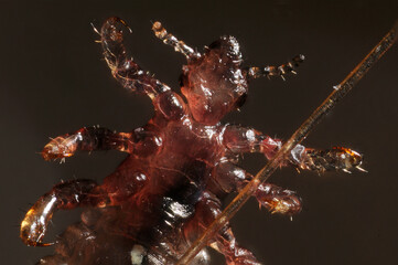 A head louse (Pediculus humanus capitus) against a black background - obrazy, fototapety, plakaty