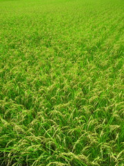 坂の上から見る豊作の田圃風景