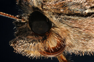 Extreme close up of the face of the silver Y moth Autographa gamma.