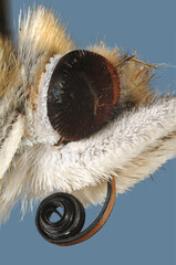Extreme close up of the head of a painted lady (Vanessa cardui) butterfly against a blue background