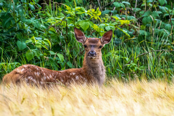 deer in the forest