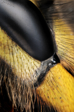 extreme close up image of a wasp's eye