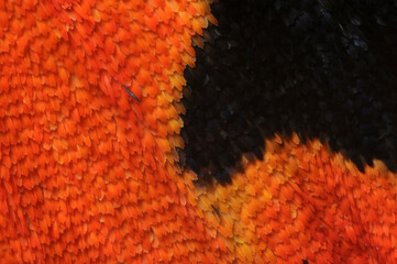 Wing scales of the Scarlet tiger moth, Callimorpha dominula