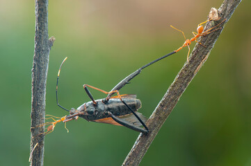 Red ants  prey on  twig in tropical garden 
