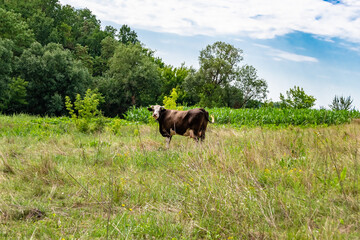 beautiful big milk cow grazes on green meadow under blue sky
