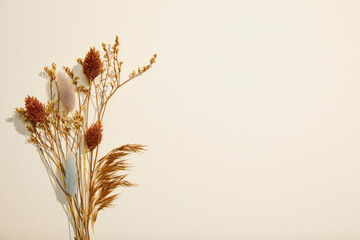 dried flowers and beige background, autumn composition, flat lay, copy space, top view