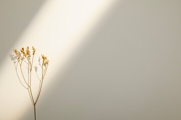 window light and dried flower on simple beige background. copy space
