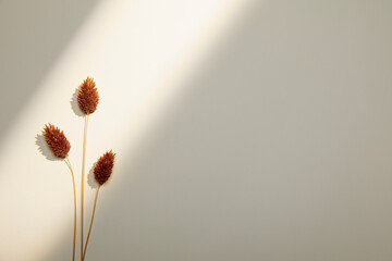 window light and dried flower on simple beige background. copy space