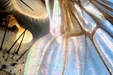 Extreme close up of a fly's wing root showing haltere
