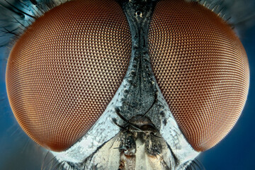 Extreme close up of a house-fly's eyes