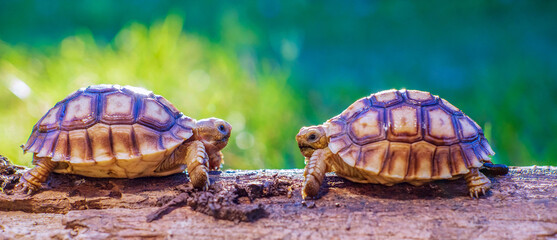 Close up of two Sulcata tortoise or African spurred tortoise classified as a large tortoise in nature, Top view of couple Beautiful baby African spur tortoises on a large log - obrazy, fototapety, plakaty