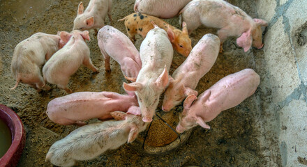 Many little piglets are fighting for food on a rural pig farm. top view