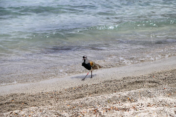Tero (Vanellus chilensis) walking along the beach. Bird on the shores of the lake. Bird walking on...