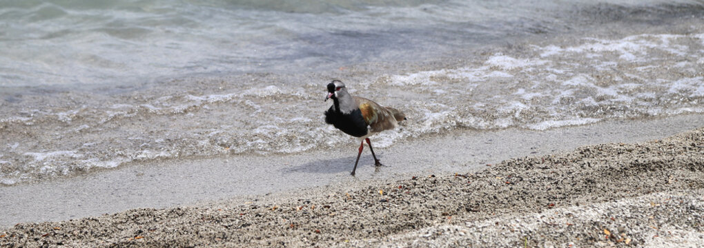 Souther lapwing. Tero (Vanellus chilensis) walking along the beach. Bird on the shores of the lake. Tero-tero, leque, lapwing, stone curlew, pellar, queltehue, treile, triel. 