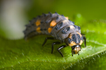Extreme close up of the larva of the seven-spot lady bird, Coccinella septempunctata in an English garden