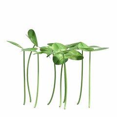 wild field grass, isolated on white background, 3D illustration, cg render