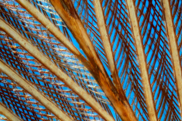 Extreme closeup of a feather (chicken) against a blue background
