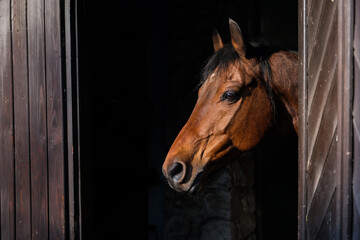 The head of a young sorrel horse in a modern wooden stable. Side view, close-up, space for text.