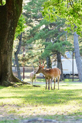 Deer living freely in Nara Park