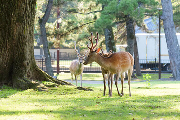 Deer living freely in Nara Park