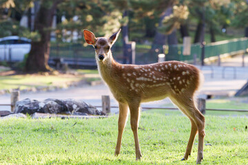 Deer living freely in Nara Park