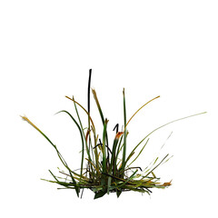 wild field grass, isolated on a transparent background, 3D illustration, cg render
