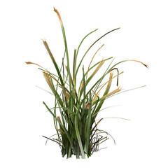 wild field grass, isolated on a transparent background, 3D illustration, cg render
