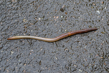 Red earthworm it live bait for fishing isolated on dark background