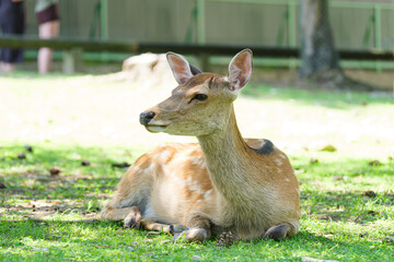 Deer living freely in Nara Park