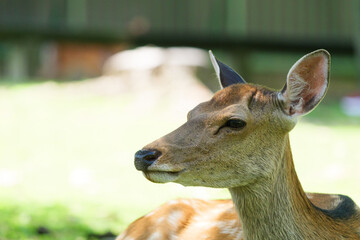 Deer living freely in Nara Park